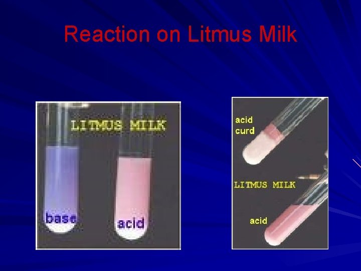 Reaction on Litmus Milk 