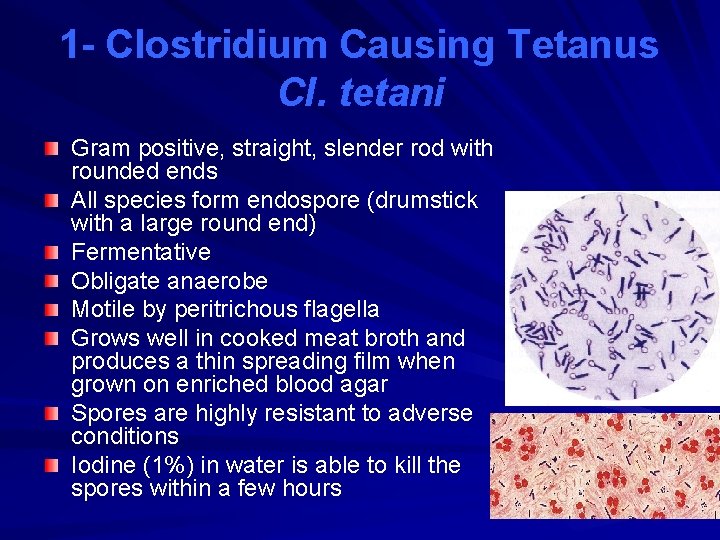 1 - Clostridium Causing Tetanus Cl. tetani Gram positive, straight, slender rod with rounded