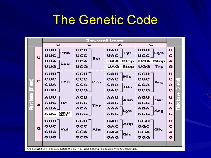 From Gene to Protein AP Biology Crosby High