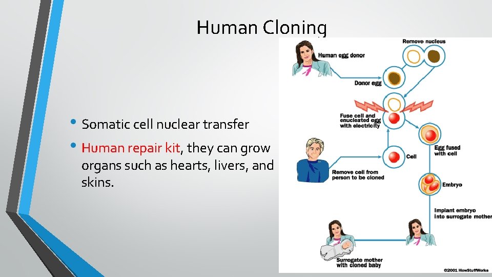 Human Cloning • Somatic cell nuclear transfer • Human repair kit, they can grow