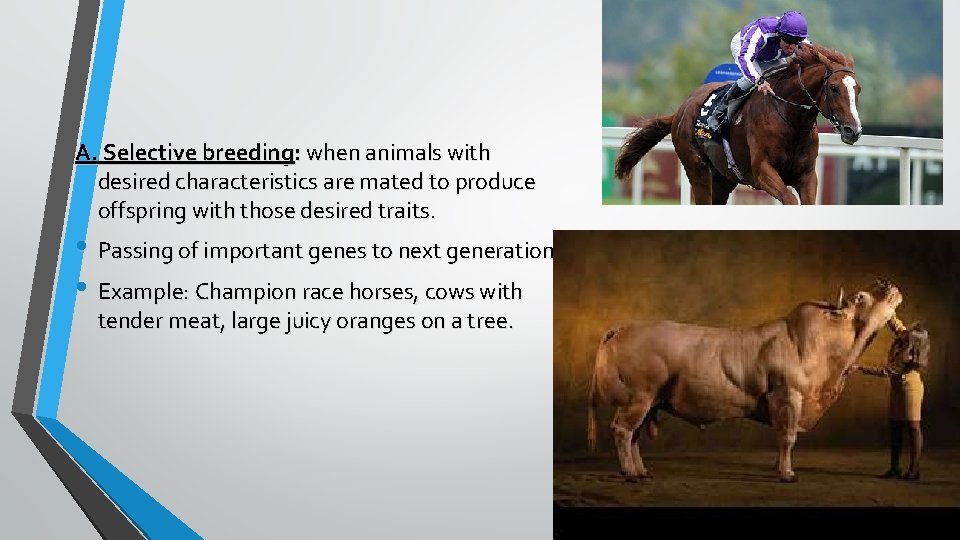 A. Selective breeding: when animals with desired characteristics are mated to produce offspring with