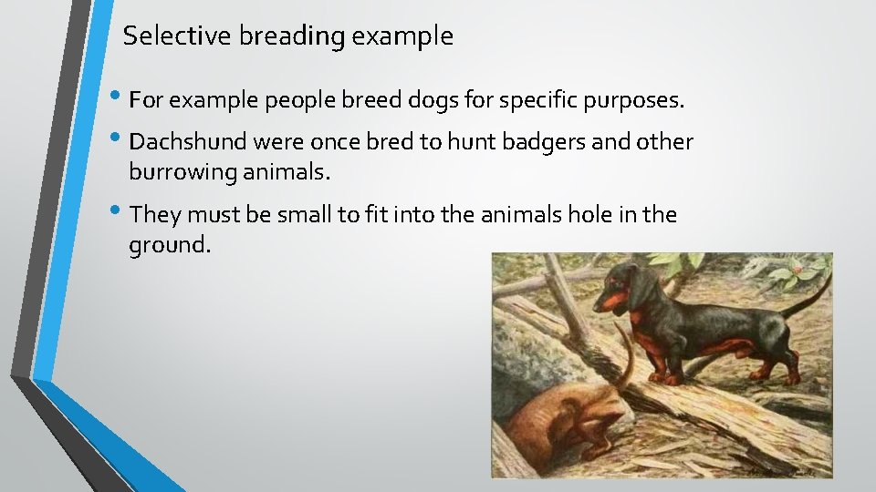 Selective breading example • For example people breed dogs for specific purposes. • Dachshund