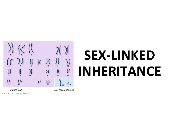 SEX-LINKED INHERITANCE 