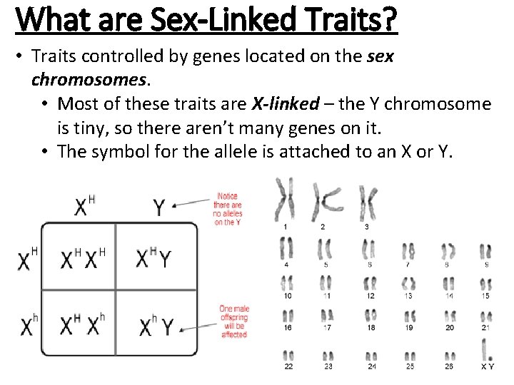 What are Sex-Linked Traits? • Traits controlled by genes located on the sex chromosomes.