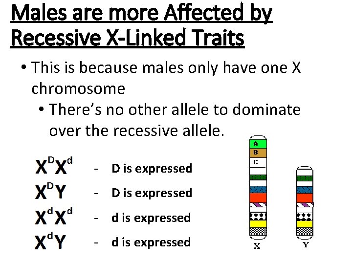 Males are more Affected by Recessive X-Linked Traits • This is because males only