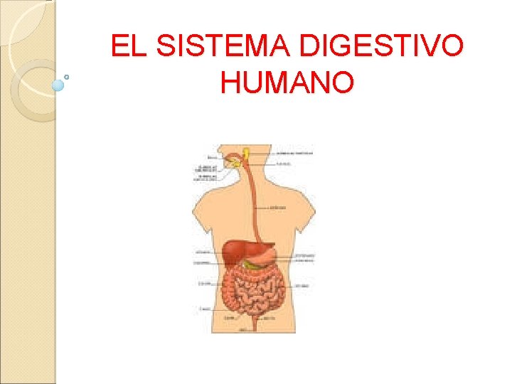 EL SISTEMA DIGESTIVO HUMANO 