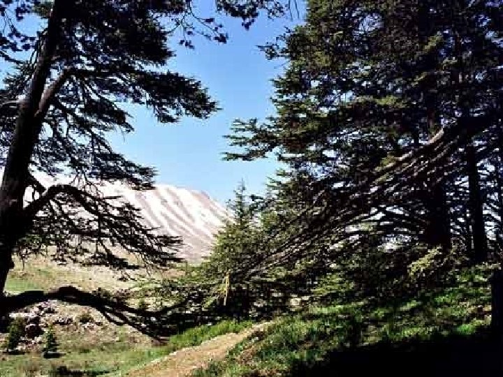 C'est un cri, Et toutes les forêts du Liban c’est un chant, c’est aussi