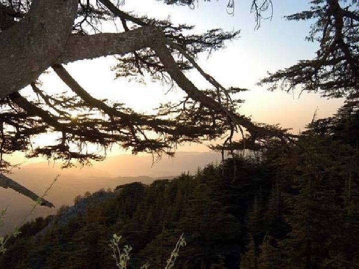 C'est un cri, Et toutes lesun forêts du Liban c'est chant, c’est aussi la