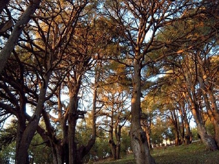 C'est un cri, c'est un chant, c'est aussi la douleur et le sang, toutes