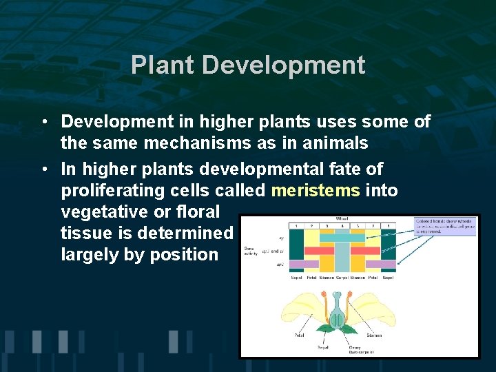 Plant Development • Development in higher plants uses some of the same mechanisms as Plant Development • Development in higher plants uses some of the same mechanisms as