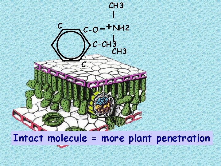 CH 3 | C C-O -+NH 2 | C-CH 3 C Intact molecule =