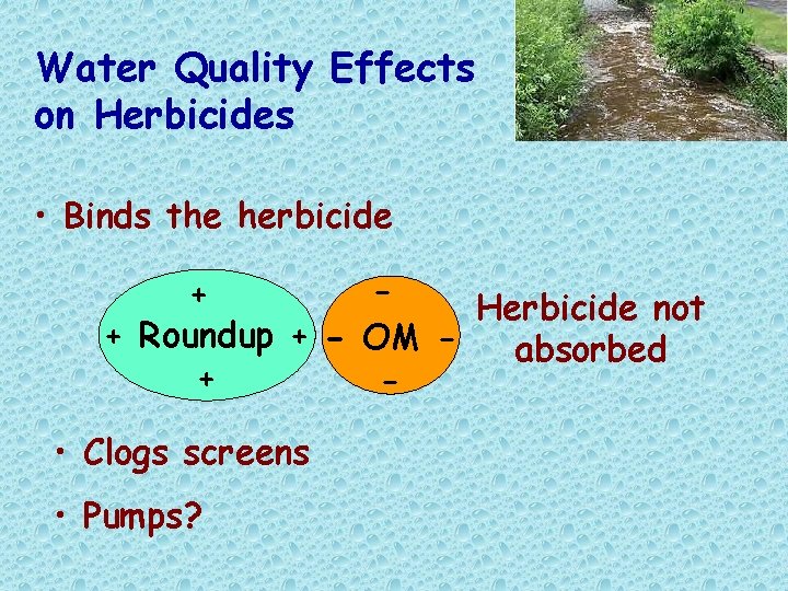 Water Quality Effects on Herbicides • Binds the herbicide + Herbicide not + Roundup