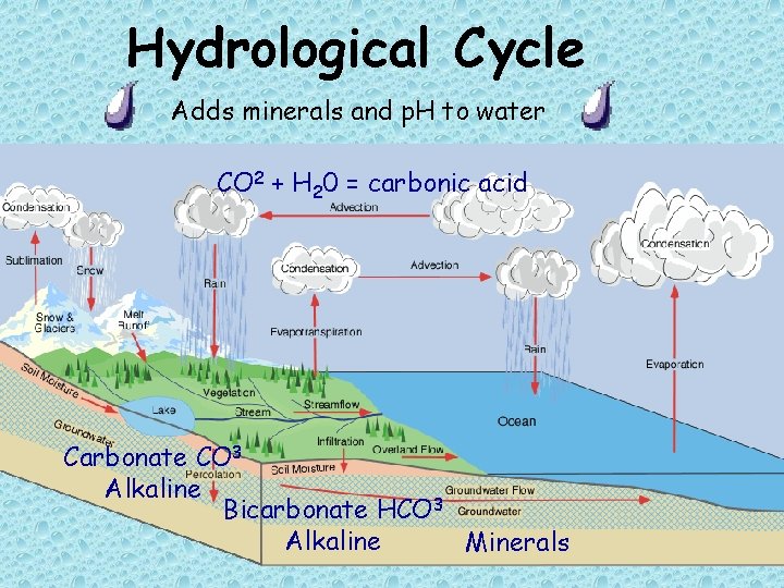 Hydrological Cycle Adds minerals and p. H to water CO 2 + H 20