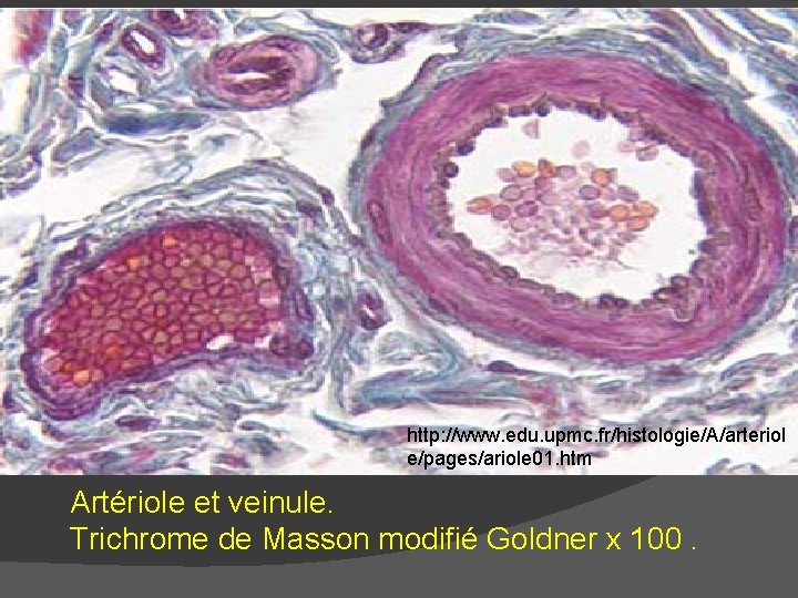http: //www. edu. upmc. fr/histologie/A/arteriol e/pages/ariole 01. htm Artériole et veinule. Trichrome de Masson