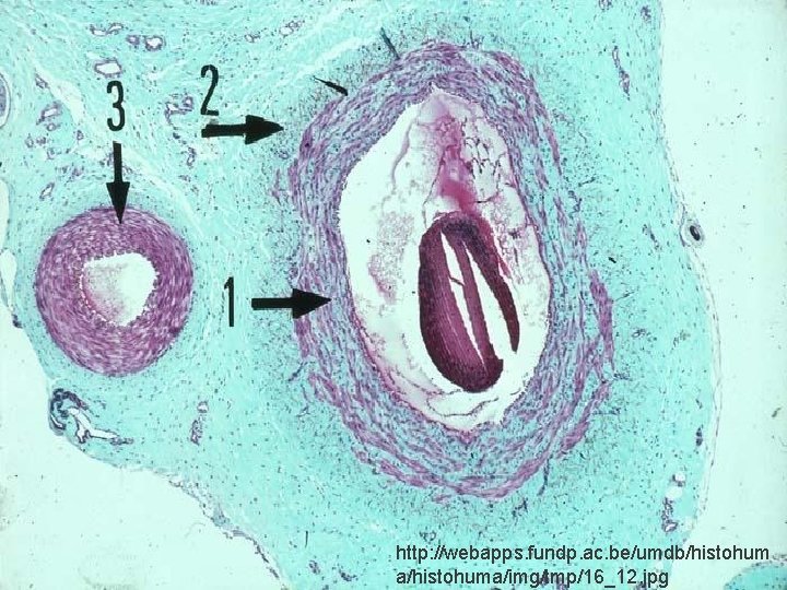 http: //webapps. fundp. ac. be/umdb/histohum a/histohuma/img/tmp/16_12. jpg 