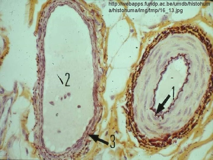 http: //webapps. fundp. ac. be/umdb/histohum a/histohuma/img/tmp/16_13. jpg 