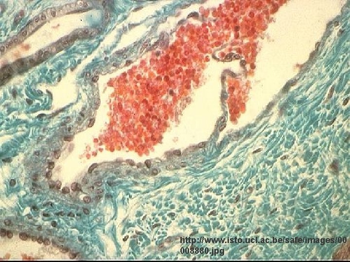 http: //www. isto. ucl. ac. be/safe/images/00 008880. jpg 