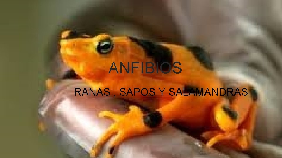 ANFIBIOS RANAS , SAPOS Y SALAMANDRAS 