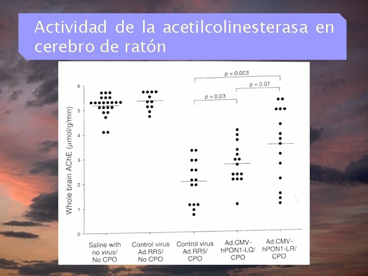 Actividad de la acetilcolinesterasa en cerebro de ratón 