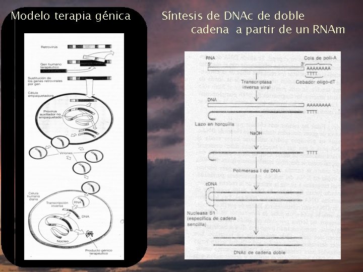 Modelo terapia génica Síntesis de DNAc de doble cadena a partir de un RNAm