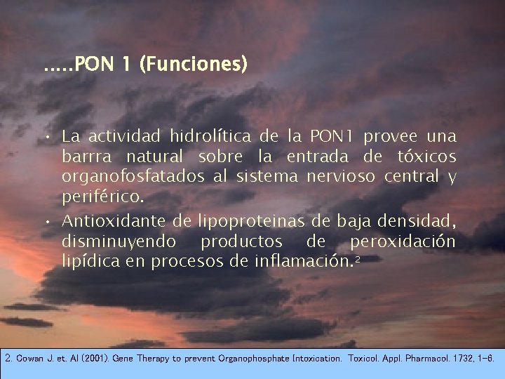 . . . PON 1 (Funciones) • La actividad hidrolítica de la PON 1