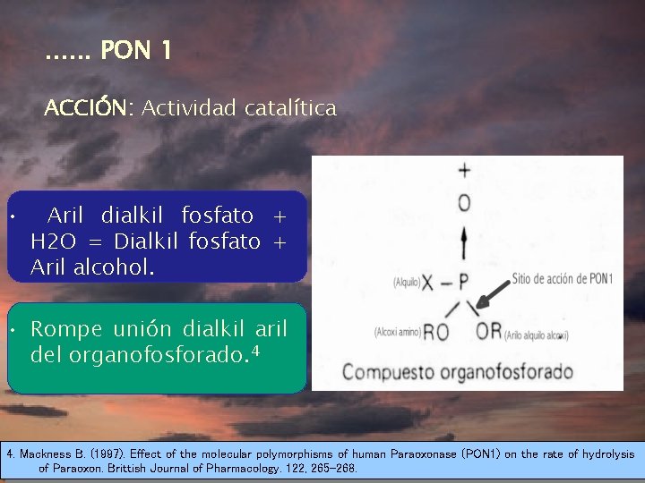 . . . PON 1 ACCIÓN: Actividad catalítica • Aril dialkil fosfato + H