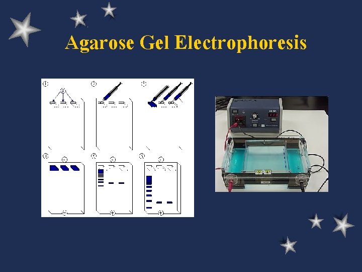 Agarose Gel Electrophoresis 