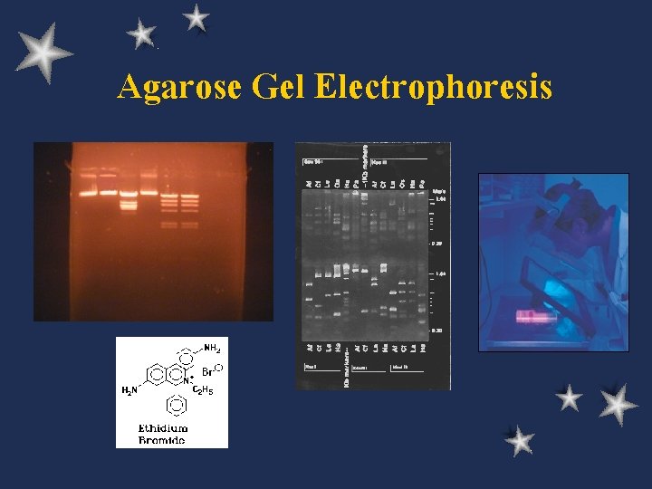 Agarose Gel Electrophoresis 