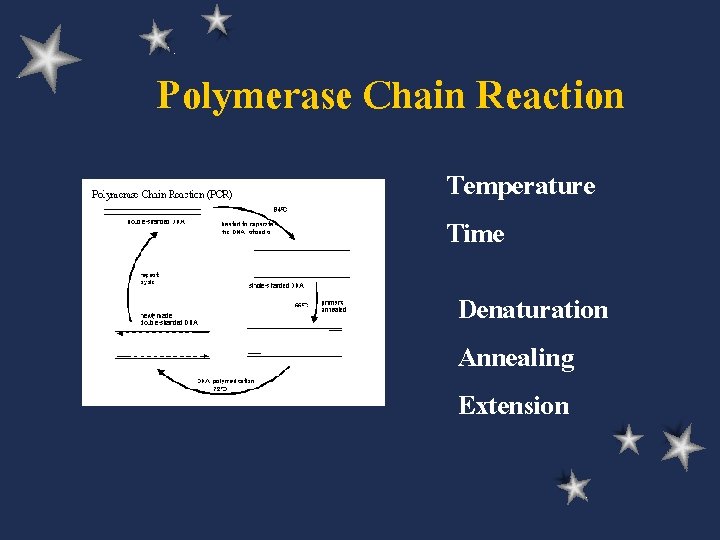 Polymerase Chain Reaction Temperature Time Denaturation Annealing Extension 