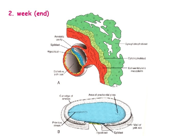 Formation and differentiation of mesoderm derivates of the