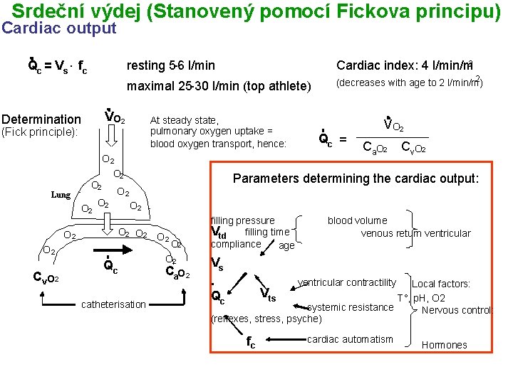 Srdeční výdej (Stanovený pomocí Fickova principu) Cardiac output Qc = Vs. fc resting 5