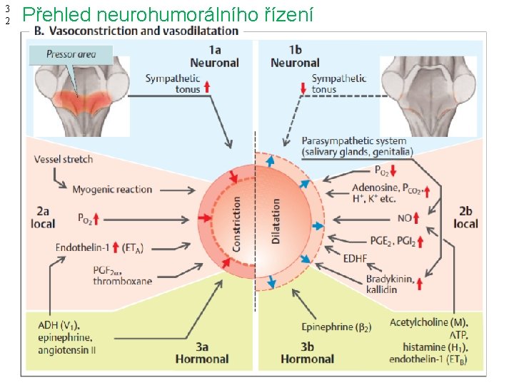 3 2 Přehled neurohumorálního řízení 