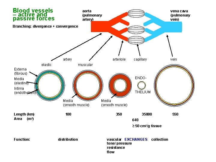 Blood vessels – active and passive forces aorta (pulmonary artery) vena cava (pulmonary vein)