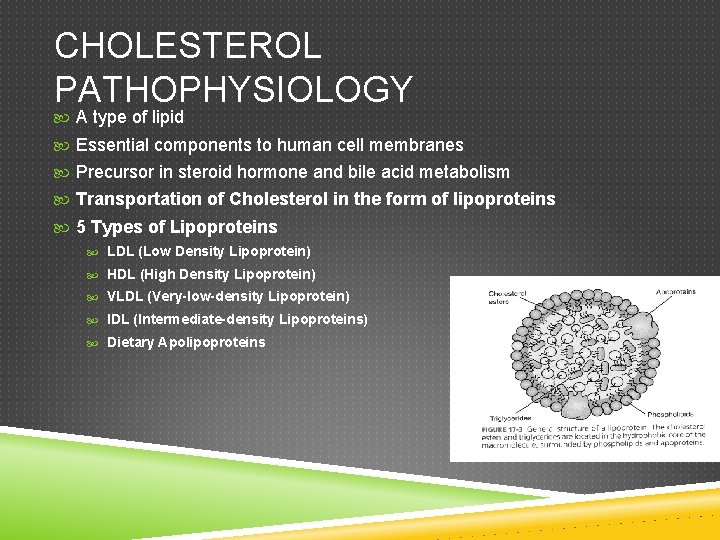 CHOLESTEROL PATHOPHYSIOLOGY A type of lipid Essential components to human cell membranes Precursor in