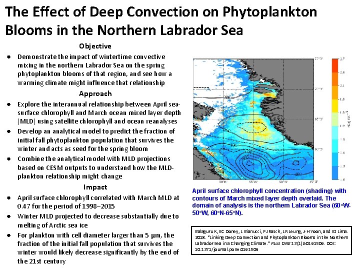 The Effect of Deep Convection on Phytoplankton Blooms in the Northern Labrador Sea Objective