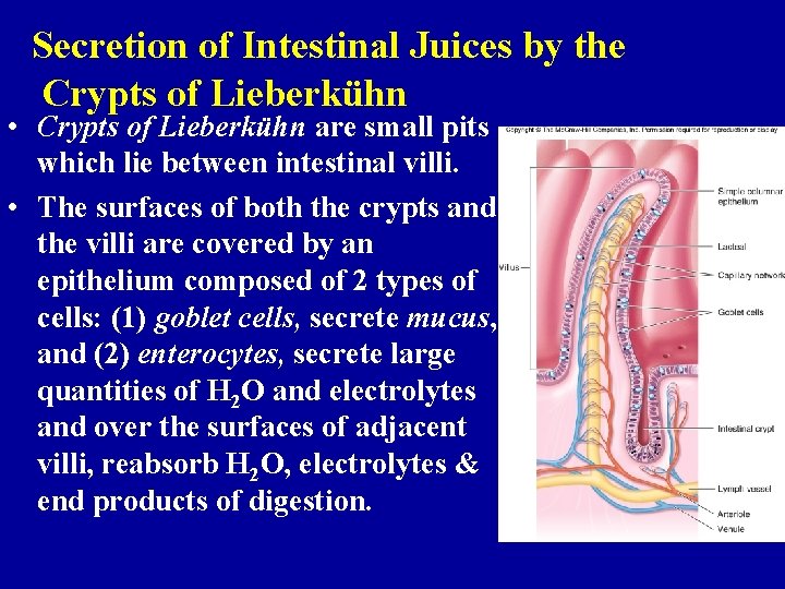 Secretion of Intestinal Juices by the Crypts of Lieberkühn • Crypts of Lieberkühn are