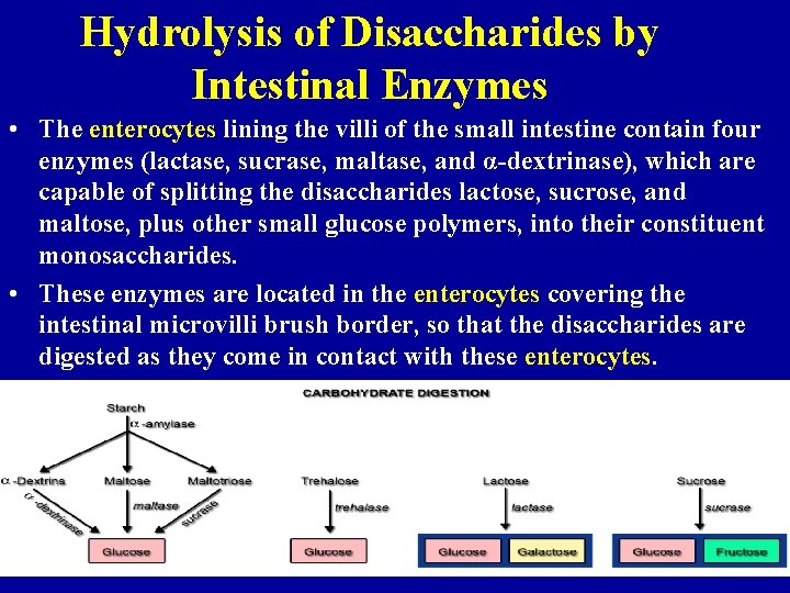 Hydrolysis of Disaccharides by Intestinal Enzymes • The enterocytes lining the villi of the