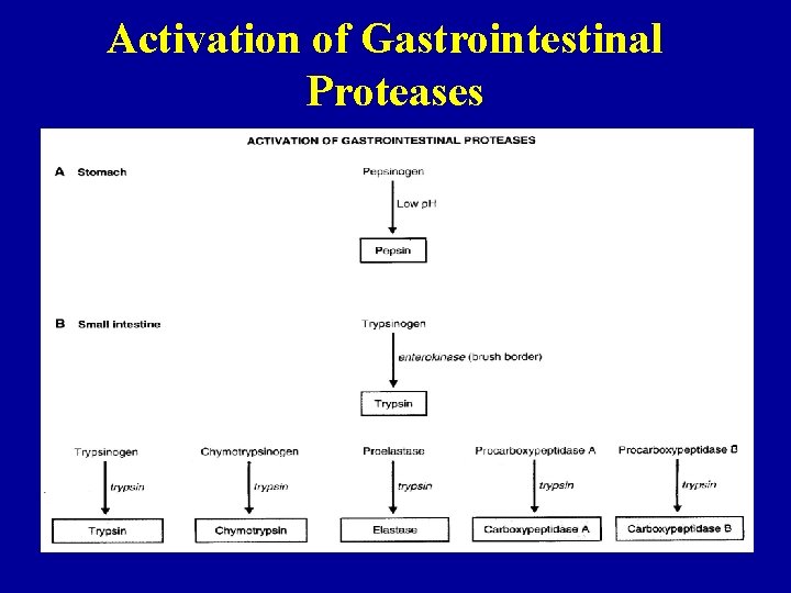 Activation of Gastrointestinal Proteases 