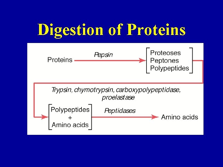 Digestion of Proteins 