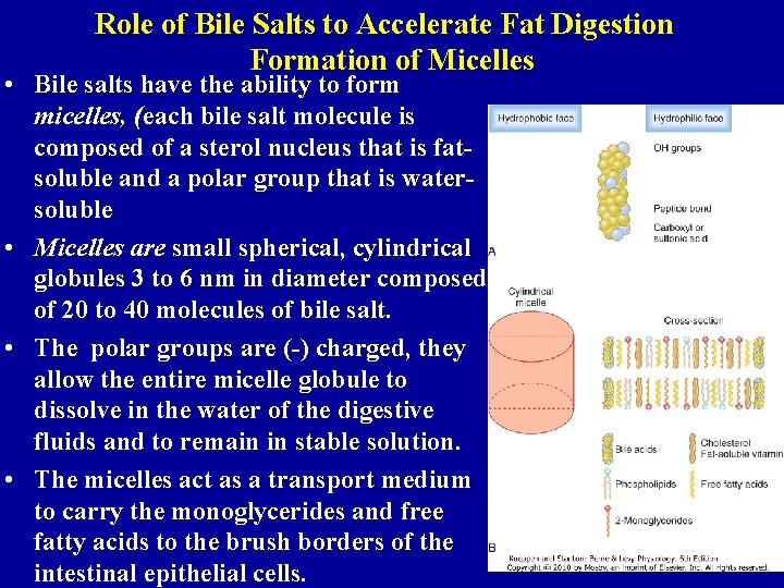 Role of Bile Salts to Accelerate Fat Digestion Formation of Micelles • Bile salts