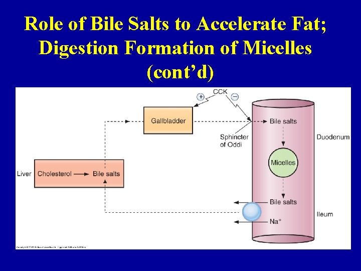 Role of Bile Salts to Accelerate Fat; Digestion Formation of Micelles (cont’d) 