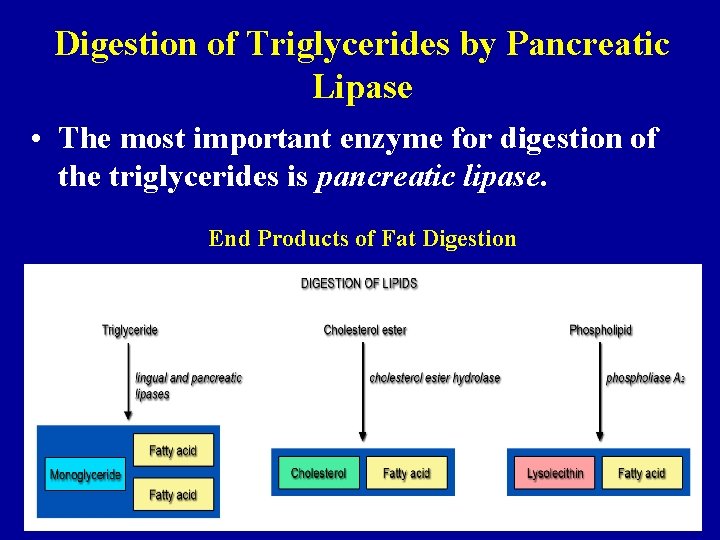 Digestion of Triglycerides by Pancreatic Lipase • The most important enzyme for digestion of