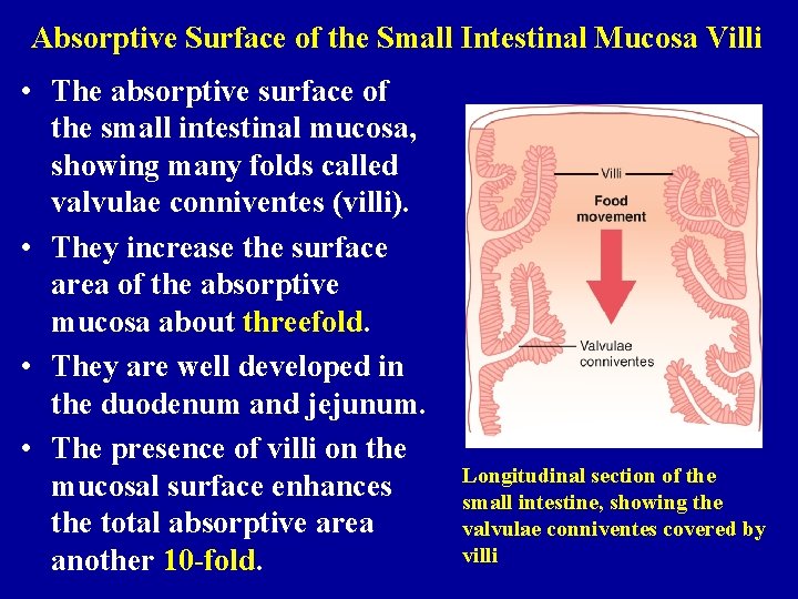 Absorptive Surface of the Small Intestinal Mucosa Villi • The absorptive surface of the