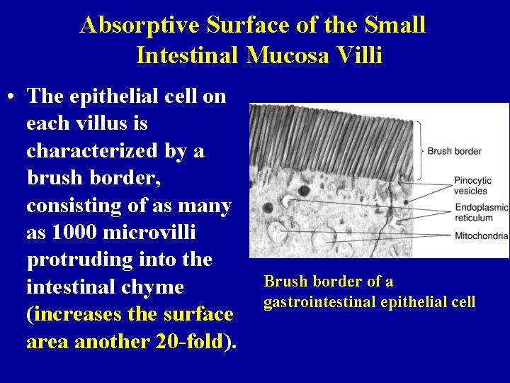 Absorptive Surface of the Small Intestinal Mucosa Villi • The epithelial cell on each
