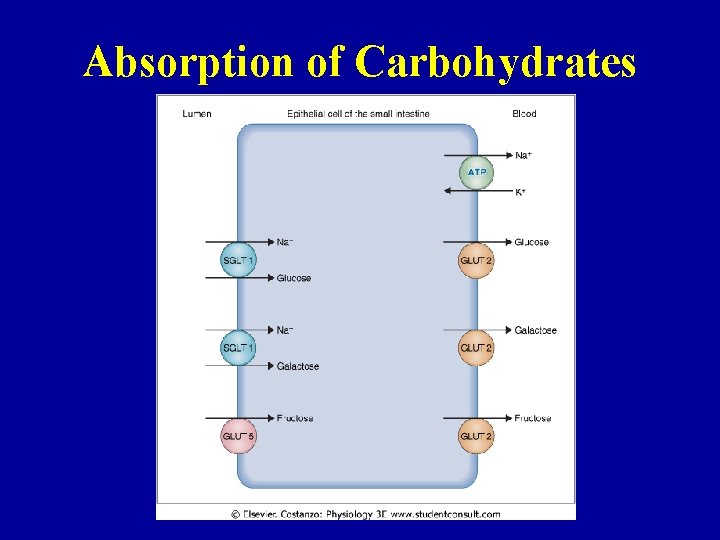 Absorption of Carbohydrates 