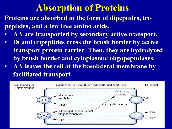 Absorption of Proteins are absorbed in the form of dipeptides, tripeptides, and a few