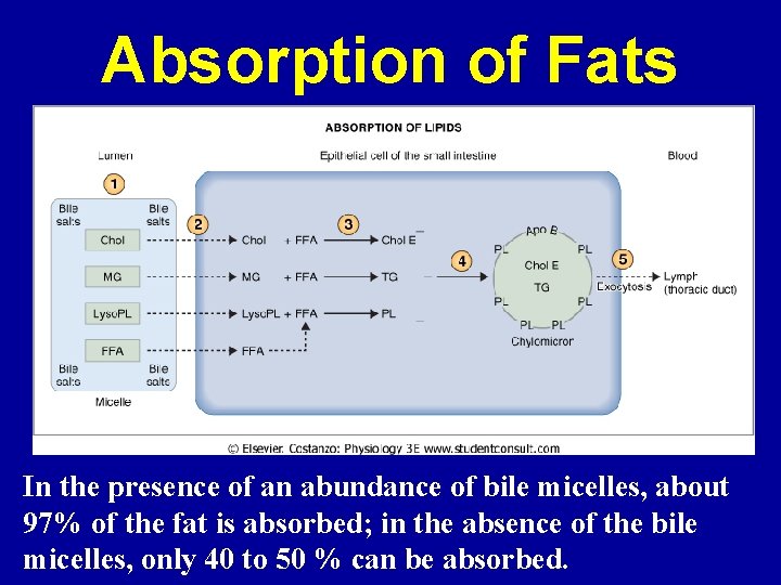 Absorption of Fats In the presence of an abundance of bile micelles, about 97%