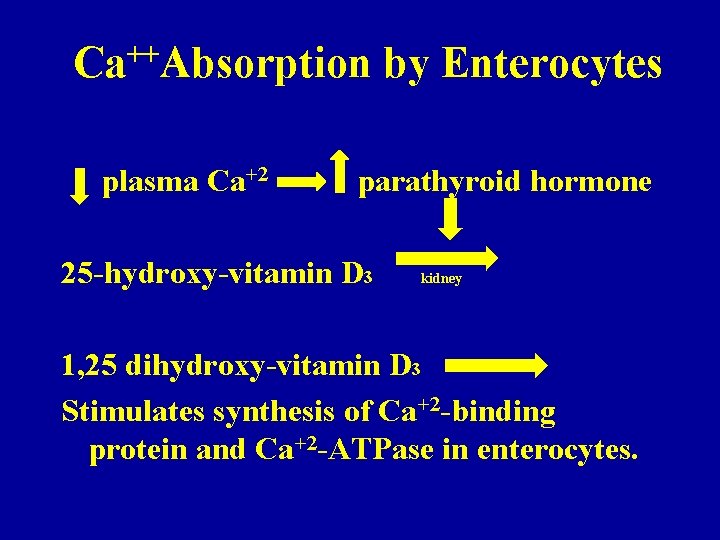 ++ Ca Absorption plasma Ca+2 by Enterocytes parathyroid hormone 25 -hydroxy-vitamin D 3 kidney