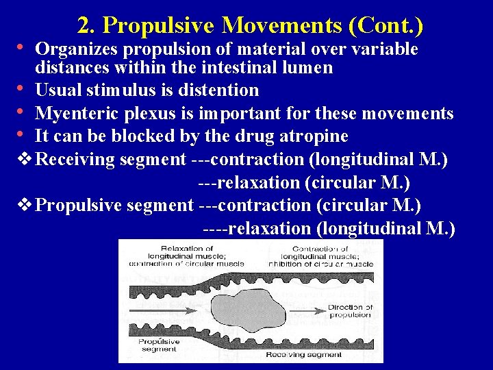 2. Propulsive Movements (Cont. ) • Organizes propulsion of material over variable distances within