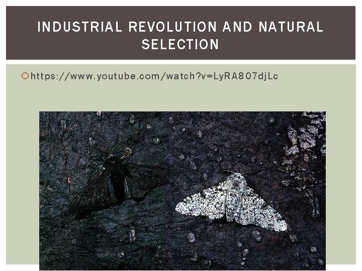 INDUSTRIAL REVOLUTION AND NATURAL SELECTION https: //www. youtube. com/watch? v=Ly. RA 807 dj. Lc